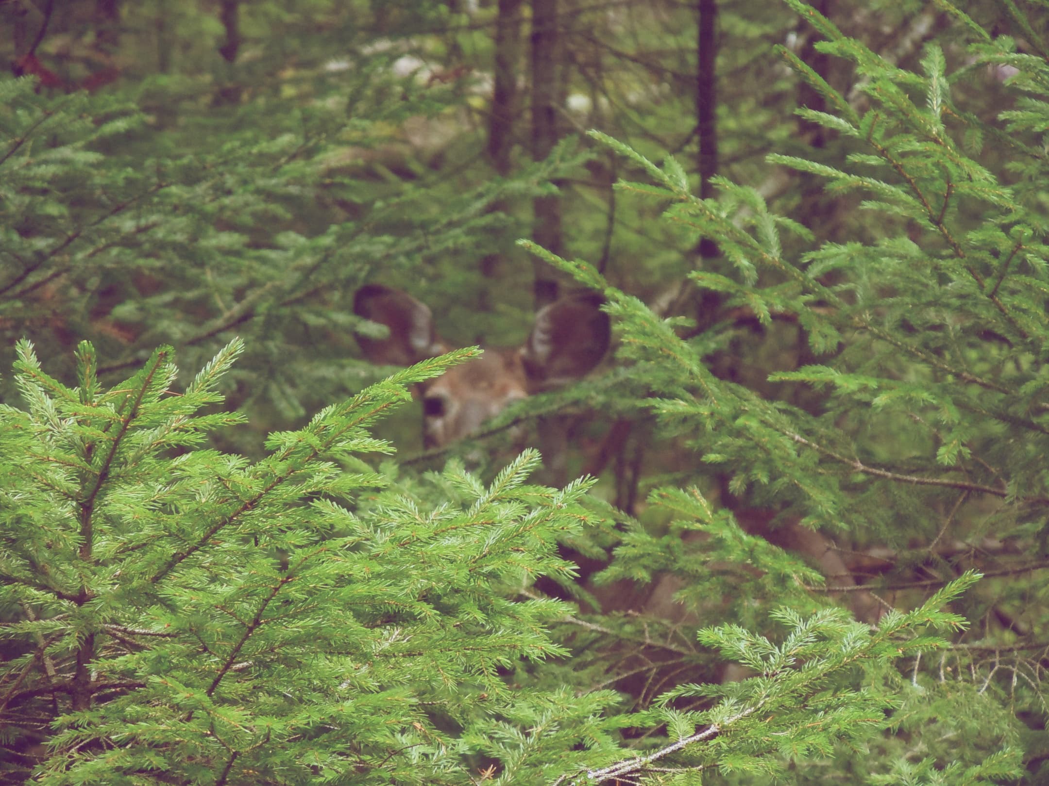 2012-09-05 Vacation - Maine-Acadia - Day 2 02